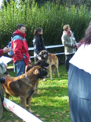 des Lutins de Charvinat - Nationale d'élevage du Club français du Leonberg - 18 octobre 2009