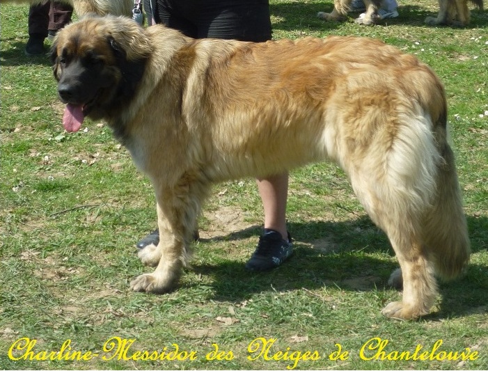 Les expos de Charline